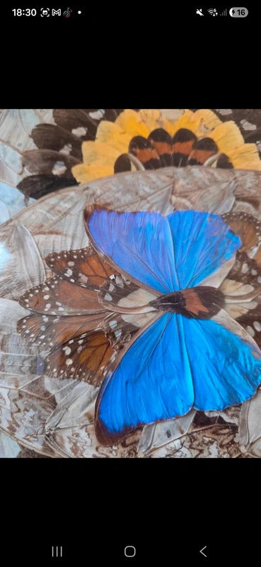 Vintage Framed Butterfly Art (Pair) c. 1970s–1980s